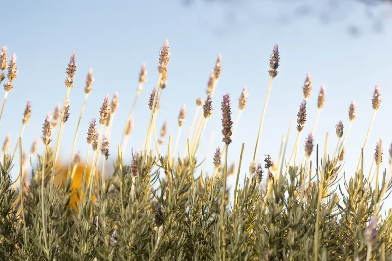 Lavender flowers at Fry Bros Maitland funeral home